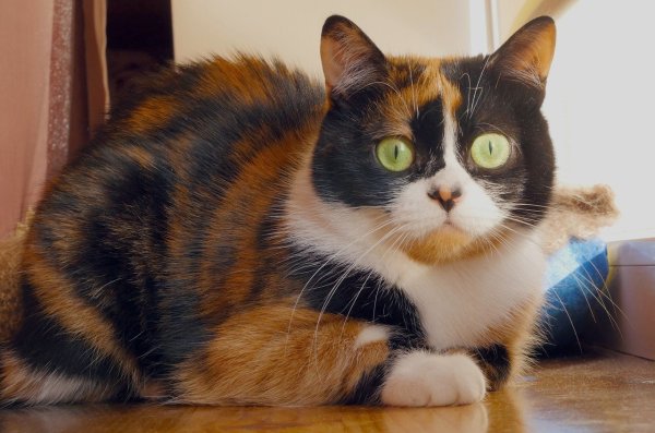 Куки кот