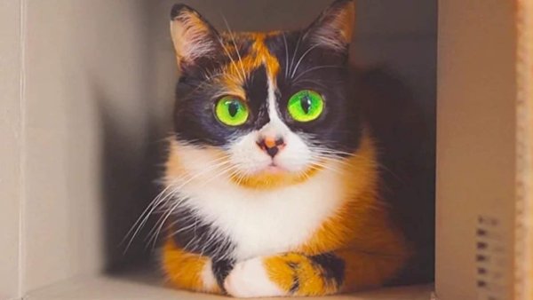 Котик куки сливки шоу