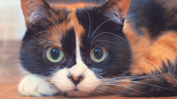 Котик куки сливки шоу