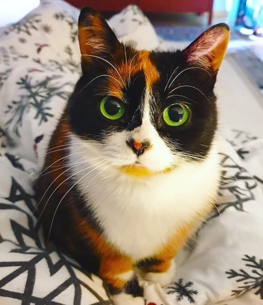 Кошка куки сливки шоу