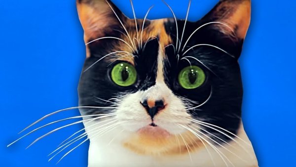 Кот куки из сливки шоу