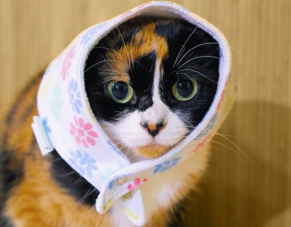 Кошка куки сливки шоу