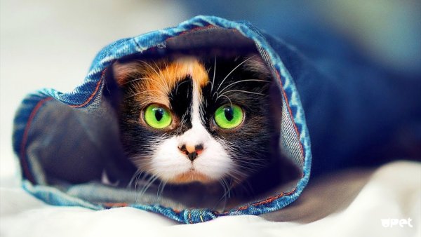 Кот сливки шоу