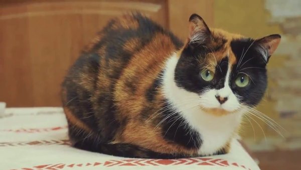Кошка куки