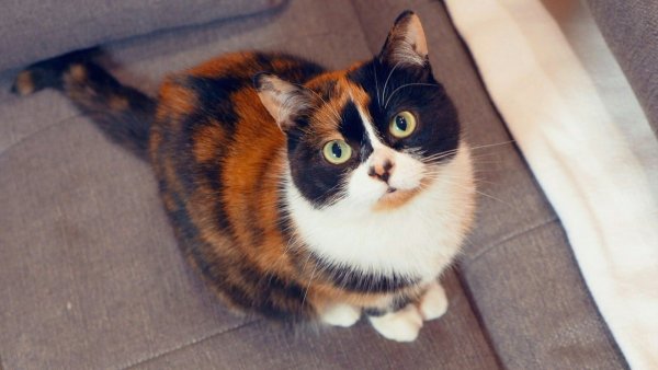 Котик куки сливки шоу