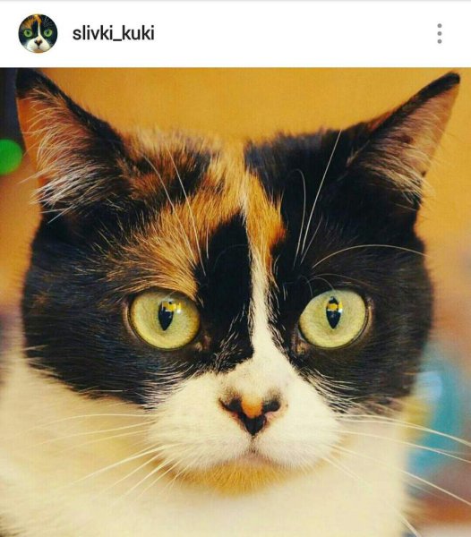 Блоггер с котом куки