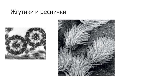 Реснички и жгутики в клетке