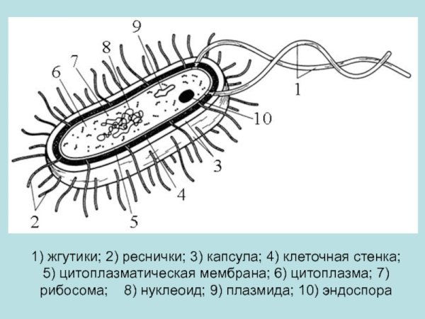 Структура бактериальной клетки жгутики