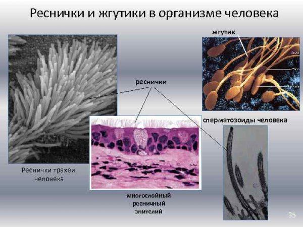Жгутики гистология