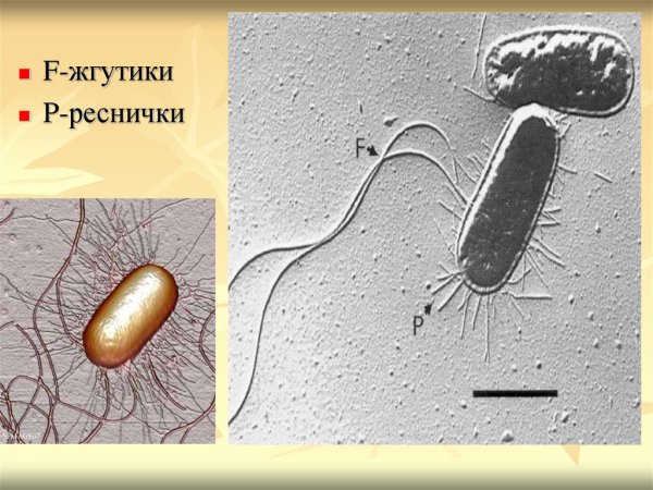 Жгутики и реснички эукариотической клетки