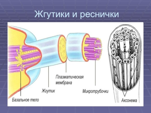 Строение жгутиков и ресничек эукариот