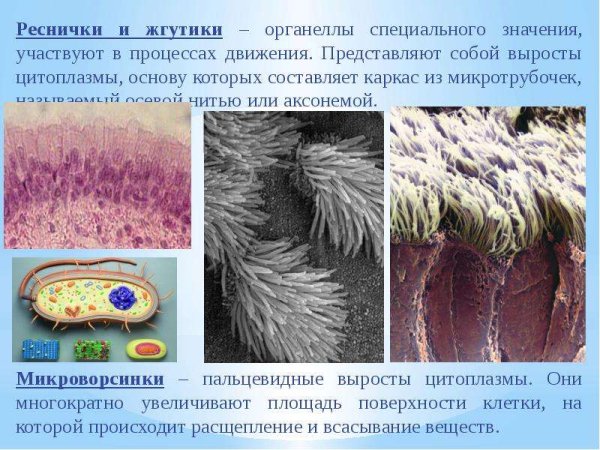 Реснички жгутики микроворсинки
