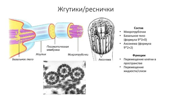 Микротрубочки жгутики реснички клетки