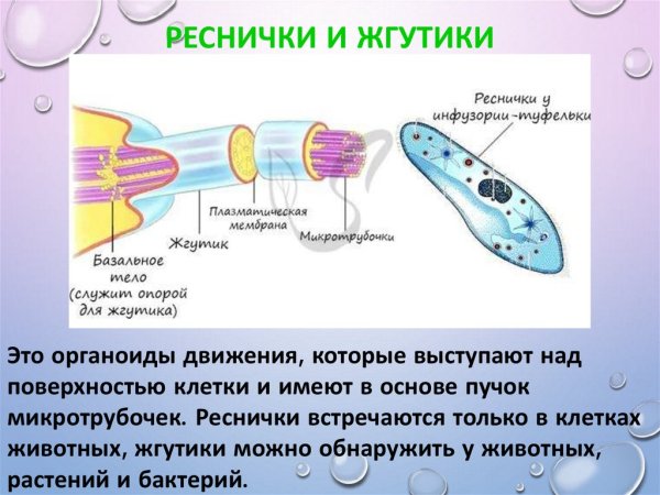 Реснички и жгутики