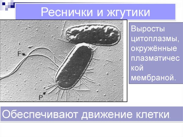 Немембранные органоиды клетки жгутики реснички