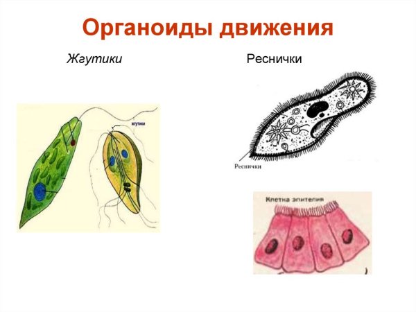Органоиды движения реснички и жгутики