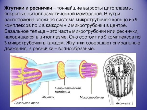 Биология 9 класс жгутики и реснички клетки