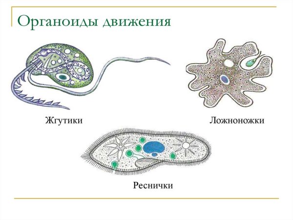 Строение органоидов движения клетки