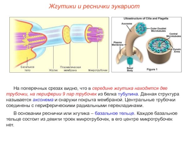Строение ресничек и жгутиков