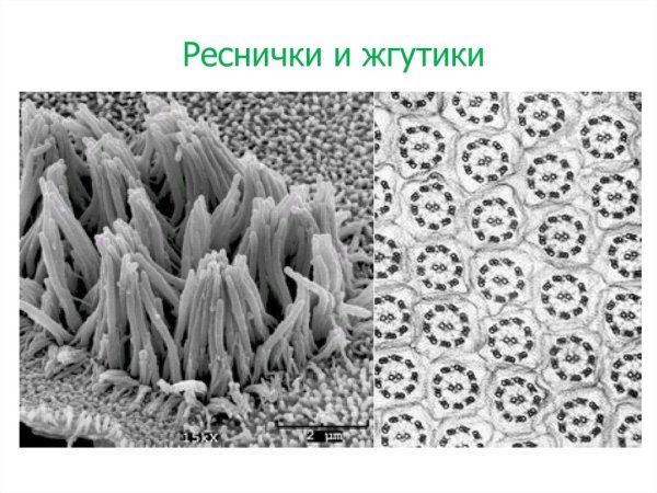 Жгутик микрофотография