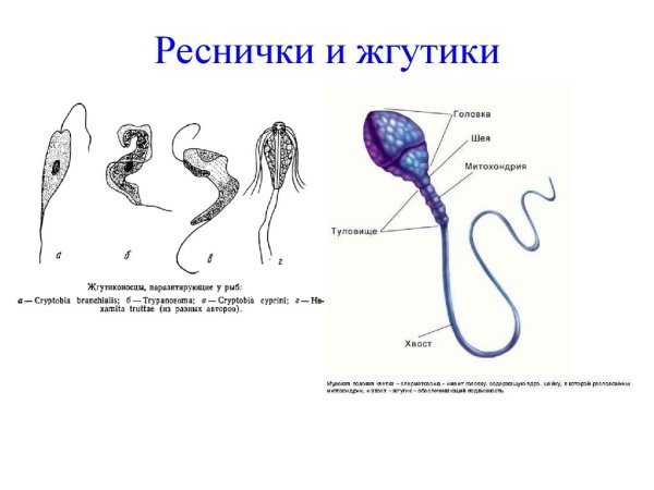 Органоиды движения строение рисунок
