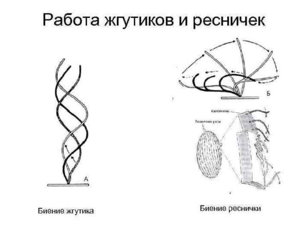 Схема движения жгутиков и ресничек