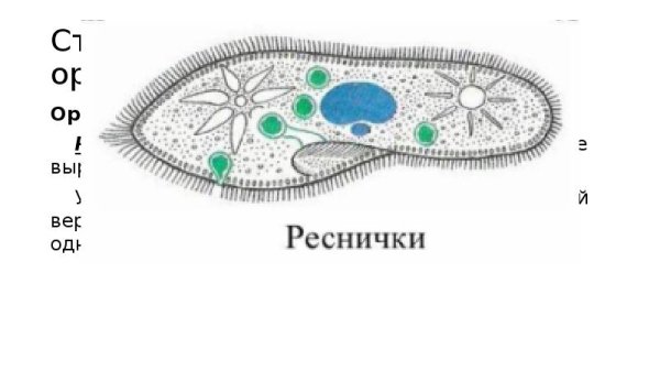 Строение жгутиков и ресничек эукариот