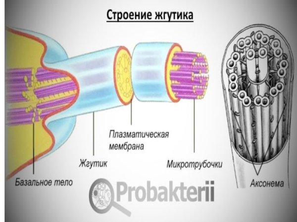Реснитчатые бактерии