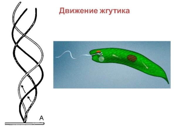 Строение жгутика бактериальной клетки