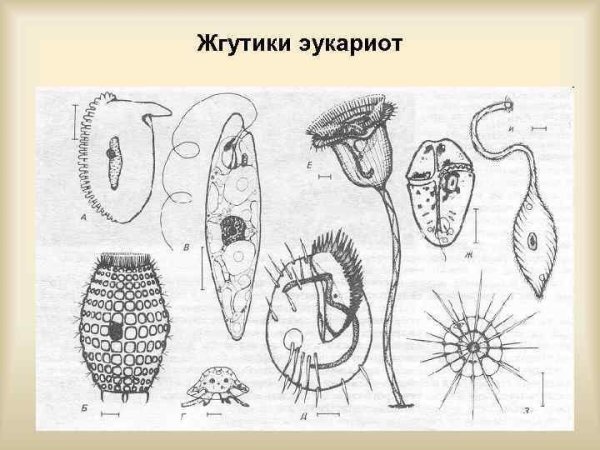 Реснички клетки