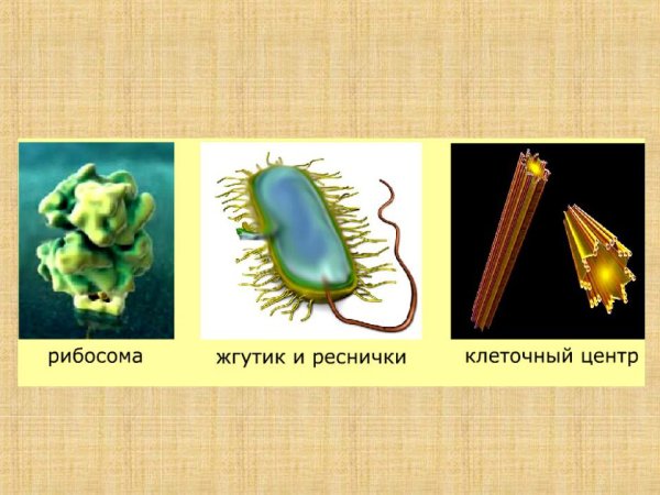Реснички и жгутики строение и функции