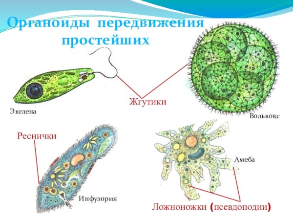 Строение реснички инфузории