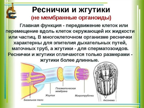 Микроорганизмы жгутиковые