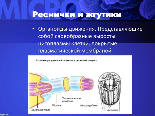 Схема движения жгутиков и ресничек
