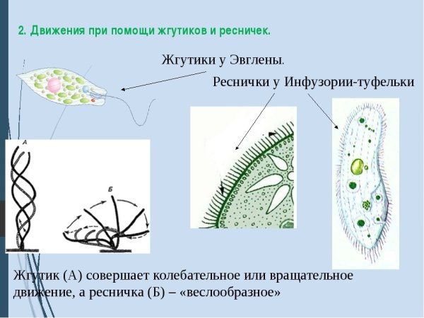 Органоиды движения клетки жгутики и реснички