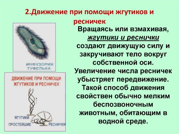 Строение и функции ресничек и жгутиков в клетке