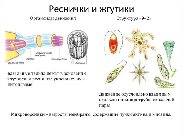 Органоиды движения эукариотической клетки