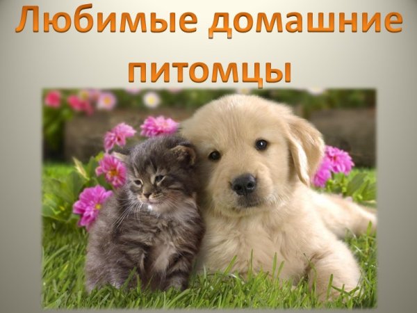 Наши домашние питомцы