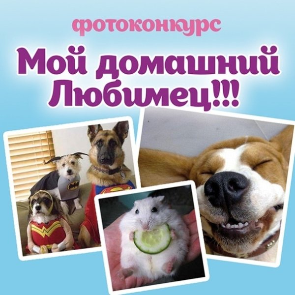 Фотоконкурс мой любимый питомец
