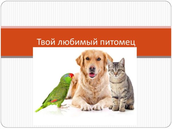 Ваше любимое животное