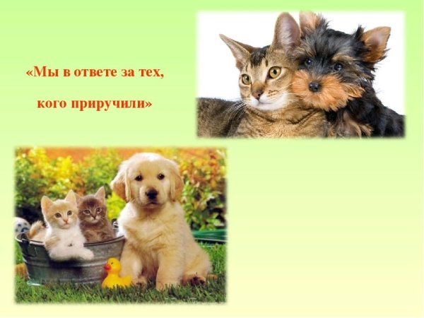 Мои домашние животные