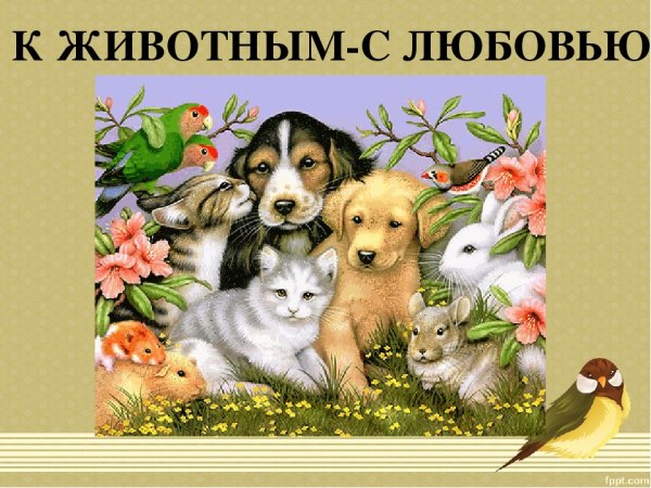 Мои домашние животные