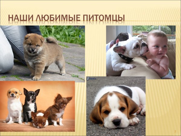 Наши питомцы