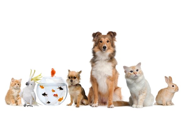 Домашние животные