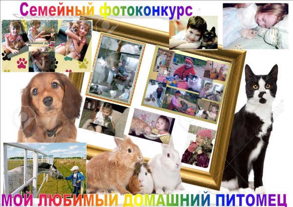 Конкурс фотографий домашних питомцев