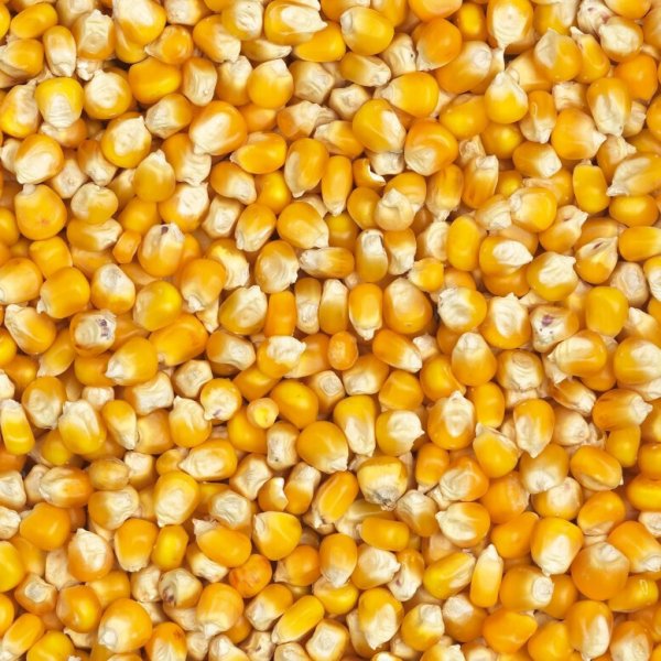 Кукуруза кормовая фуражная