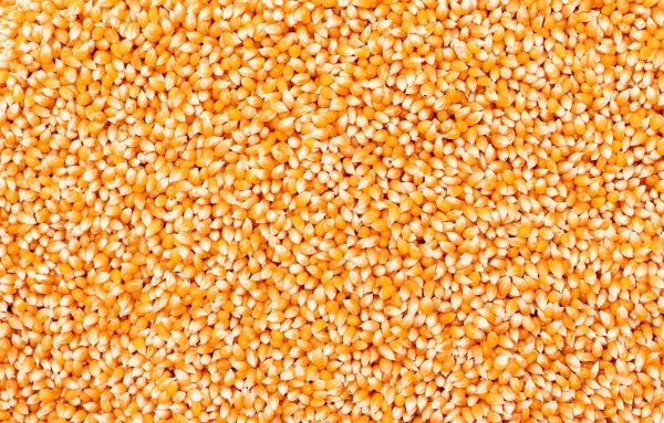 Гибрид кукурузы п9071