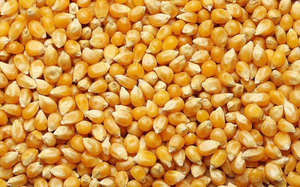 Цельное зерно кукурузы