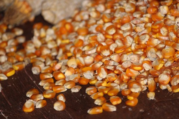 Семена кукурузы кормовой