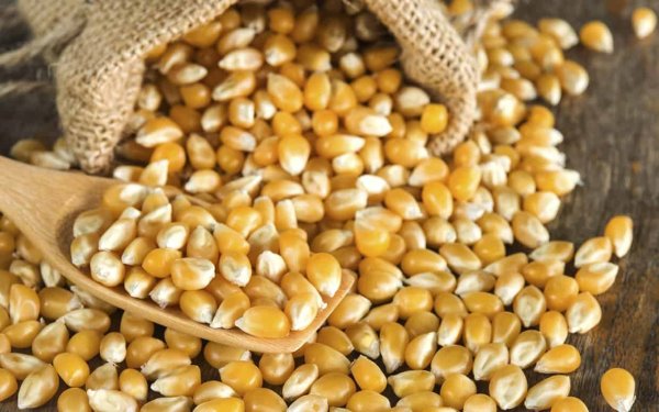 Кукуруза кормовая фуражная